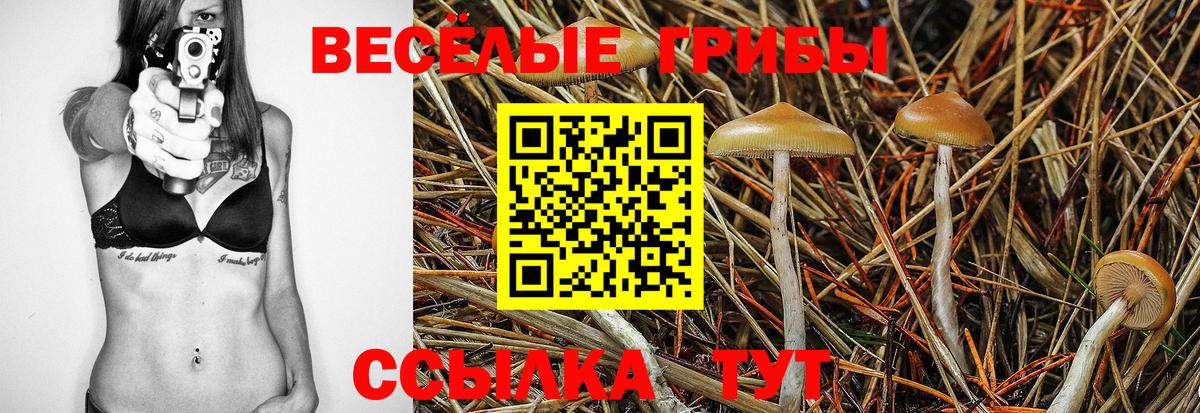 Галлюциногенные грибы Psilocybe Соликамск
